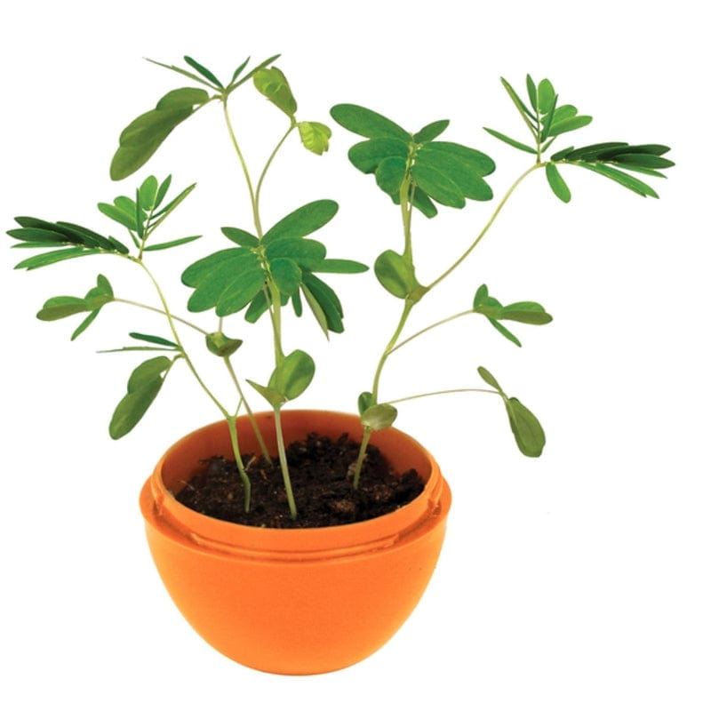 Silver Circle Plant Growing Kits Miraculous Moving Plant Mini Terrarium