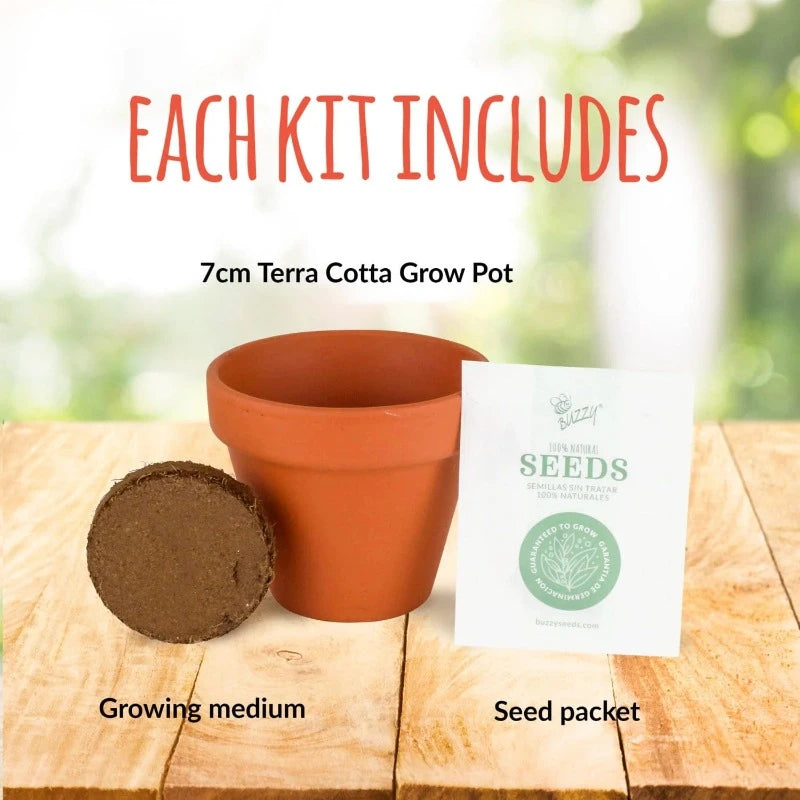 Buzzy Seeds Science & Nature Default Classic Terra Cotta Grow Kit Sunflower