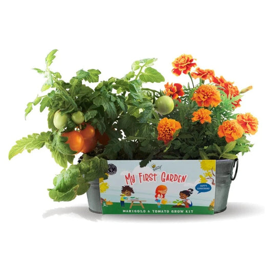 Buzzy Seeds Science & Nature Default My First Windowsill Garden Marigold & Tomato