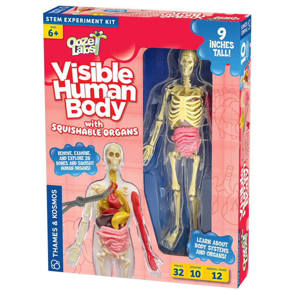 Ooze Labs STEM Toys Default Ooze Labs: Visible Human Body with Squishable Organs