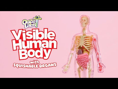 Ooze Labs: Visible Human Body with Squishable Organs