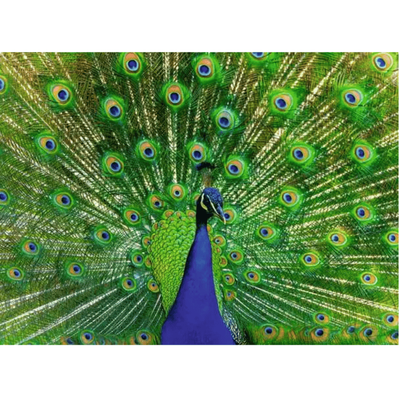 Ravensburger 500 Piece Puzzles Peacock 500 Piece Puzzle