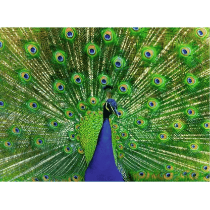 Ravensburger 500 Piece Puzzles Peacock 500 Piece Puzzle