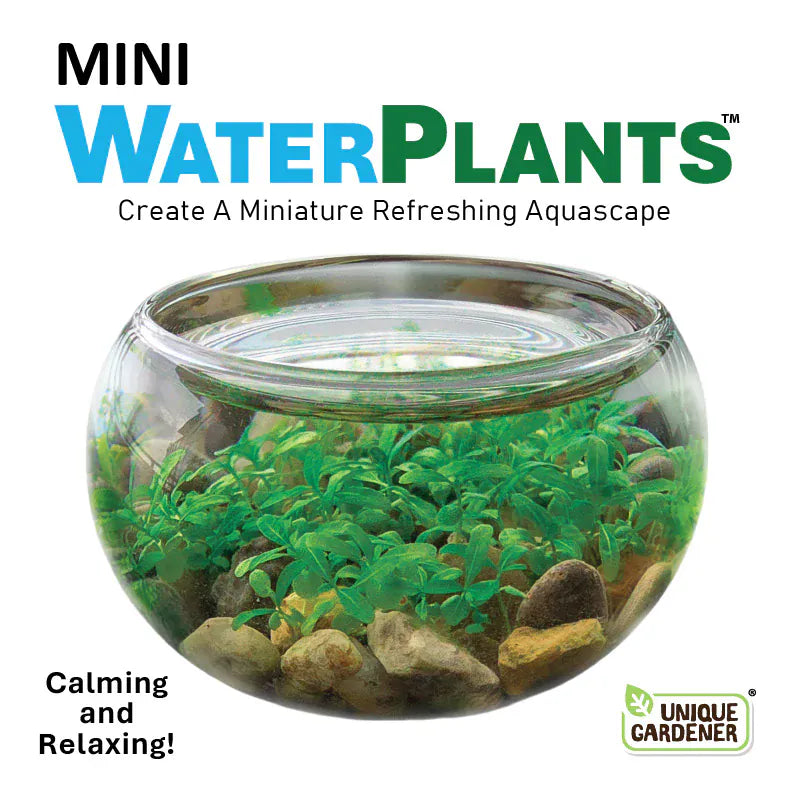 Silver Circle Plant Growing Kits Mini Water Plants Aquascape (UPC Needed)