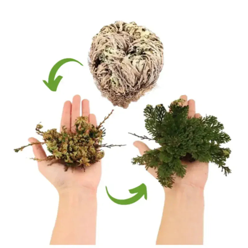Silver Circle Plant Growing Kits Resurrection Plant