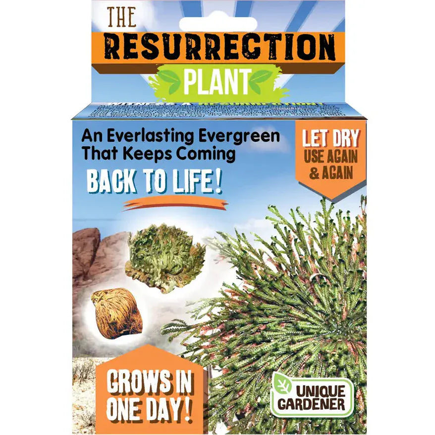 Silver Circle Plant Growing Kits Resurrection Plant