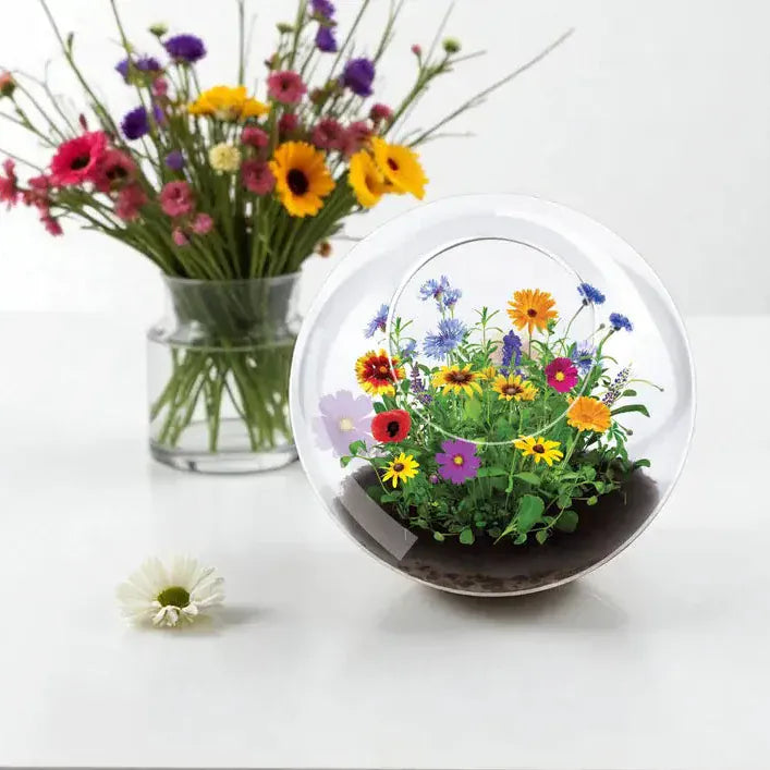 Silver Circle Plant Growing Kits Wildflowers Bloom Glass Terrarium Grow Kit