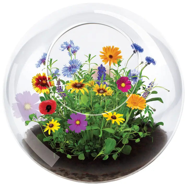 Silver Circle Plant Growing Kits Wildflowers Bloom Glass Terrarium Grow Kit