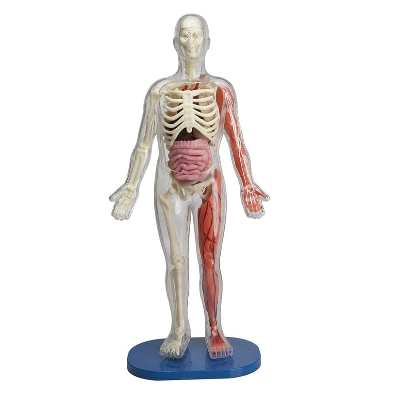 SmartLab STEM Toys Squishy Human Body