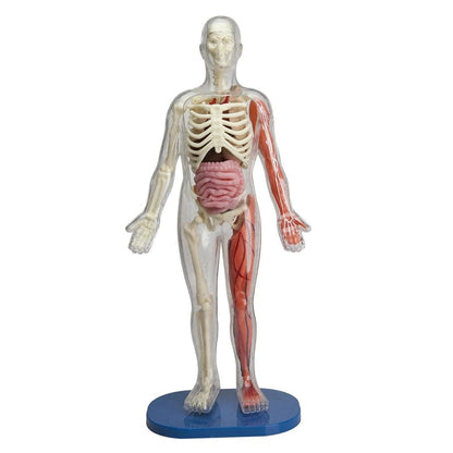 SmartLab STEM Toys Squishy Human Body