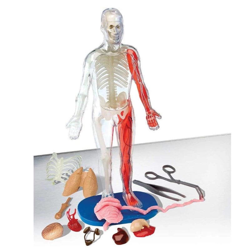 SmartLab STEM Toys Squishy Human Body